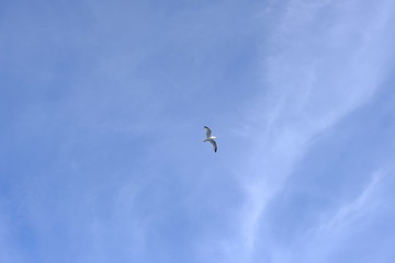 gull in the air
