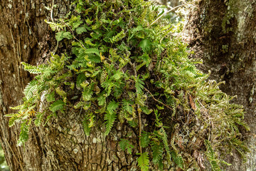 Withlacoochee State Forest