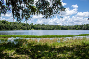 Withlacoochee State Forest