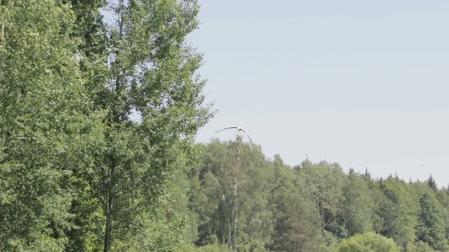 A white stork with black wings flies over a green forest, against a blue sky. In the yard Sunny summer weather, a little wind