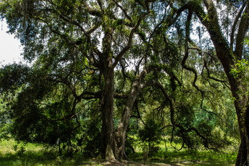 Fototapeta premium Withlacoochee State Forest