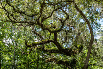 Withlacoochee State Forest
