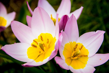 Pink and Yellow Flower