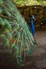 Obraz premium Peacock