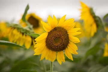 Sunflowers