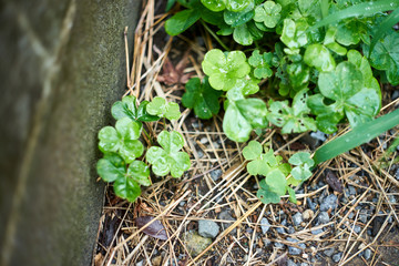 雨に濡れた雑草・梅雨