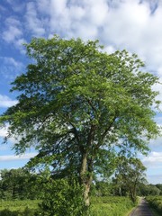 Honey locust tree with blue sky background
