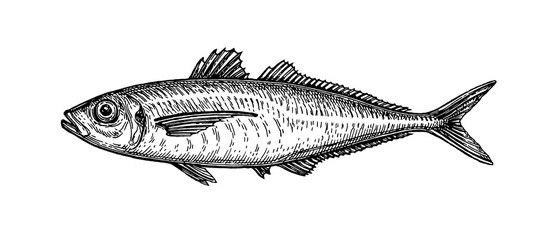 Ink sketch of horse mackerel. - obrazy, fototapety, plakaty