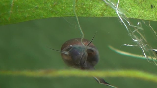 An apple snail moves around underwater
