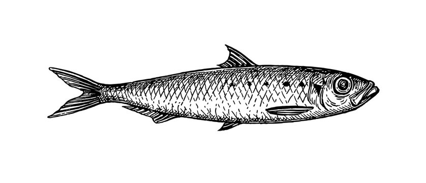 Ink sketch of sardine.