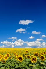 Crédence de cuisine en verre imprimé Tournesol Champ de tournesols jaunes contre le ciel bleu