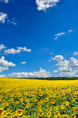 Obraz premium Field of yellow sunflowers against the blue sky