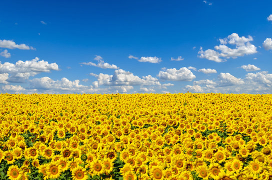 Fototapeta Field of yellow sunflowers against the blue sky