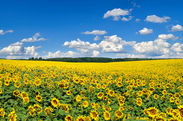 Field of yellow sunflowers against the blue sky