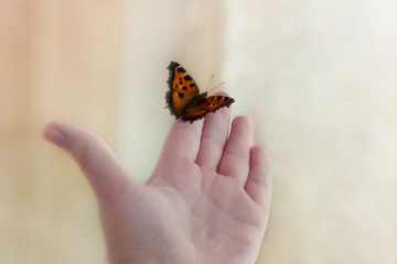 Butterfly sitting on hand on a summer day