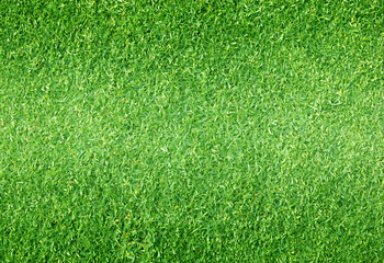 Obraz premium Natural background of green grass
