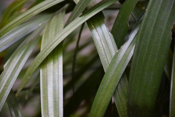 Fresh pandan leaves herb cloue-up on summer.