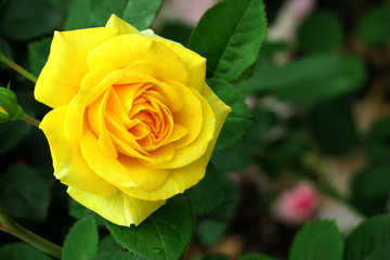 yellow rose with green leaves