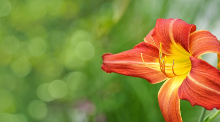 A lily flower on blurred background
