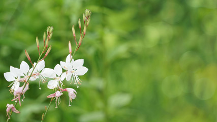 white fireweed with blurred background
