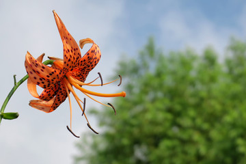 tiger lily on blurred background