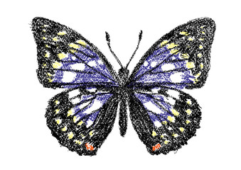 クレヨンで描いたオオムラサキ