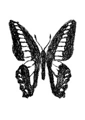 クレヨンで描いたアオスジアゲハ