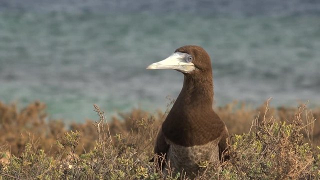 Brown booby sully bird nestle in the uninhabited island - Red Sea