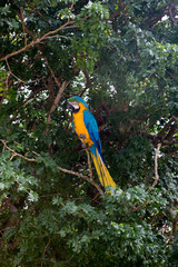 Macaw Parrot