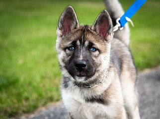 Husky Puppy at Humane Society