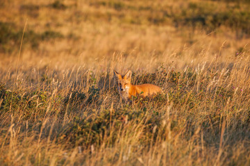 Red Fox