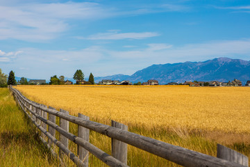 Obraz premium Wheat field with a farmhouse