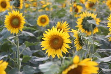 sunflower field