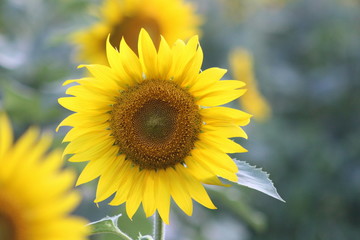 Vivid sunflower
