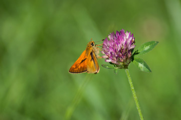 closeup of orange butterfly on pink clover in a meadow