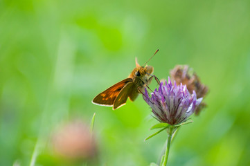 closeup of orange butterfly on pink clover in a meadow