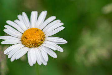 Obraz premium Chamomile flowers on a meadow in summer