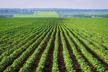 Row of green ripening agroculture field, agricultural landscape