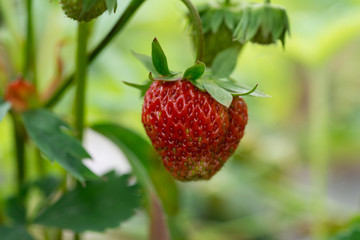 fresh juicy organic red strawberry