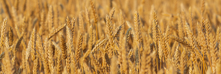 Golden wheat field and sunny day © rostovdriver