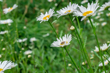 Chamomile flowers on a meadow in summer