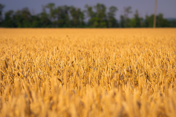 Golden wheat field and sunny day