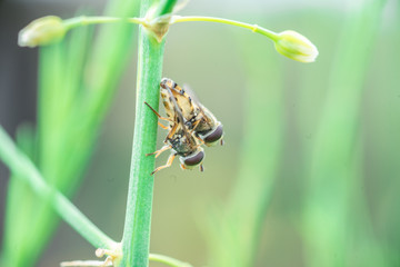 sex of two bees on the green grass