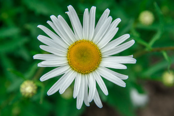 Fototapeta premium Chamomile flowers on a meadow in summer