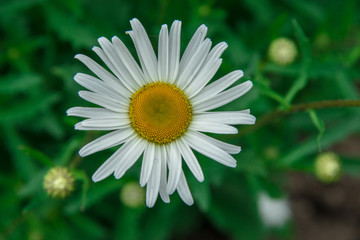 Obraz premium Chamomile flowers on a meadow in summer