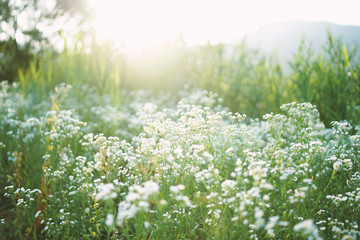field of wild flowers