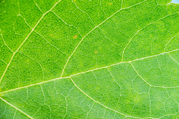 green leaf background close up horizontal tramsparent texture