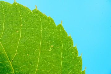 green leaf background close up horizontal tramsparent texture