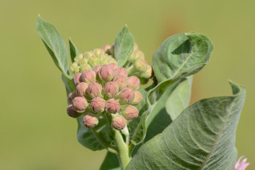 Summer Milkweed of Asclepias speciosa variety flower buds blossoming against green background