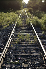 Overgrown Train Track
